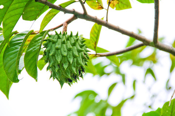 branch of a tree with green leaves on white background