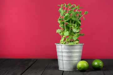 bush of fresh green mint in an iron pot on a black table