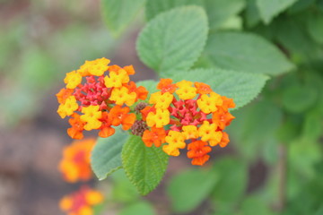 flowers in beautiful nature