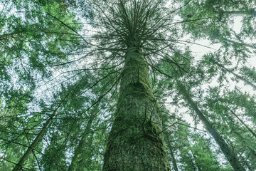 Fototapeta premium großer baum stamm in den himmel ragend mit anderen Bäumen im Hintergrund
