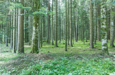 Waldmotiv mit Bäumen auf einem Moosigen Boden Untergrund