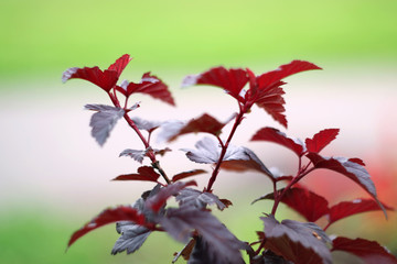 abstract background with red leaves