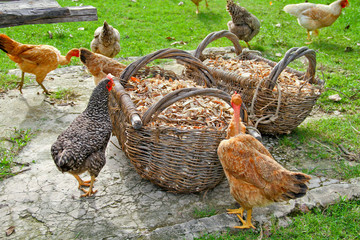 Galinha Caipira comendo casca de mandioca. Amazônia, Brasil