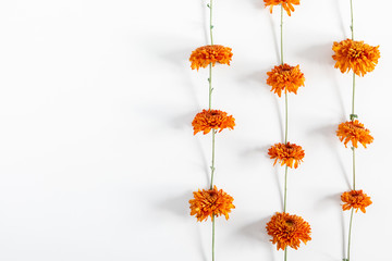 Autumn flowers composition. Orange flowers on white background. Fall concept. Autumn background. Flat lay, top view, copy space