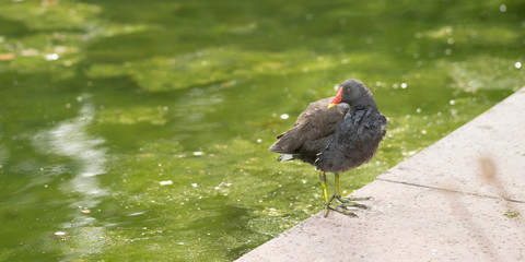 Teichhuhn