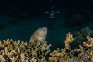 Moray eel Mooray lycodontis undulatus in the Red Sea, eilat israel