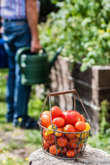 Gartenarbeit, Tomatenernte