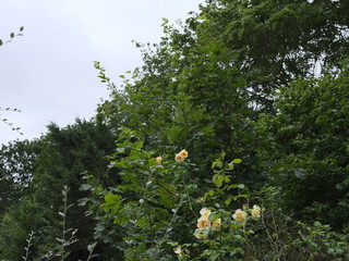 real wild roses attract real fast insects