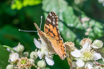colorful butterfly perched on flower