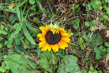 sunflower in a field