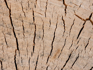 Holz Oberfläche mit Rissen