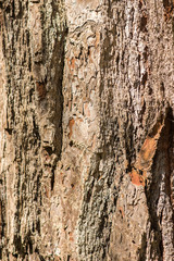 Texture of pine tree bark. Natural background