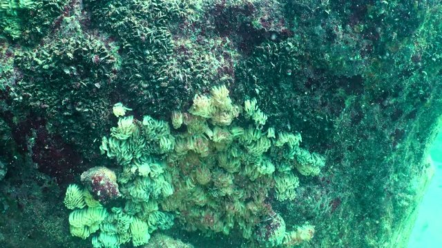 Cocoons of the predatory mollusk Rapana venosa, the invader in the Black Sea. Fauna of the Black Sea