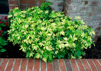 Schefflera arboricola syn. Heptapleurum arboricolum is a flowering plant in the family Araliaceae