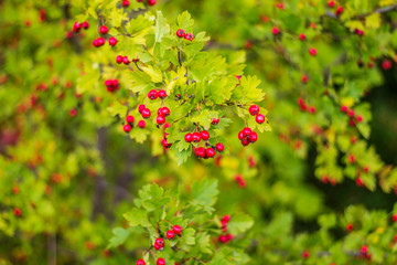 red berries of viburnum on a branch