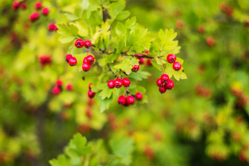 Fototapeta premium red berries of viburnum on a branch