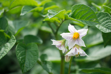 Obraz na płótnie Canvas Potatoes bloom in the garden. Petals and leaves