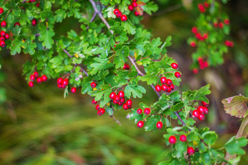 Obraz premium red hawthorn berries on a branch close-up