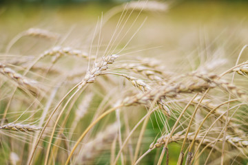 field of wheat