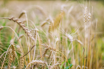 green wheat field