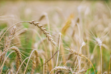 Fototapeta premium field of wheat