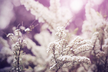 Bright white fragrant flowers of a spirea bloom on a warm spring day in the sun