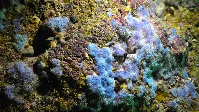 Different types of sea sponges in the fouling of pitfalls. Black Sea