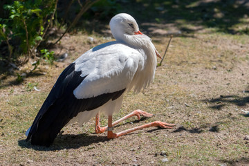 A stork sits on bent paws on the ground. The beak is hidden on the chest. Color is black and white.