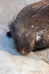 A beaver lies and sleeps on a concrete floor. Big black mustache, closed eyes, brown coat. Vertical frame.