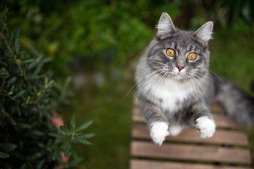Fototapeta premium high angle view of a playful curious young blue tabby maine coon cat with white paws moving up begging on garden table outdoors