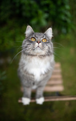 Naklejka na ściany i meble young blue tabby maine coon cat with white paws standing on wooden garden chair looking up begging outdoors in the back yard