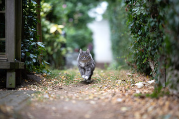 young blue tabby maine coon cat with white paws running towards camera on footpath in the back yard looking