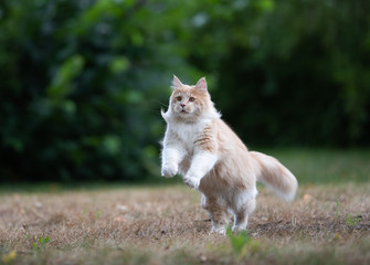Naklejka na ściany i meble playful young cream tabby white ginger maine coon cat with fluffy tail jumping on grass outdoors in the back yard playing