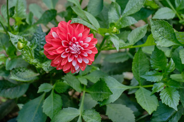 red bud dahlia flower