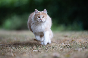 Naklejka na ściany i meble playful young cream tabby white ginger maine coon cat running towards camera looking focused outdoors in the back yard on dried up grass