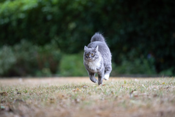 young blue tabby maine coon cat with white paws running over the grass outdoors in the back yard with ears folded back