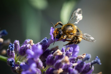 Honigiebe auf Lavendel Blüte