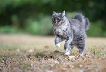 Naklejka na ściany i meble young blue tabby maine coon cat with white paws running over the grass outdoors in the back yard looking curiously