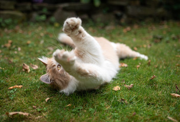 playful young cream tabby white ginger maine coon cat playing outdoors in the back yard raising paws reaching for feather toy
