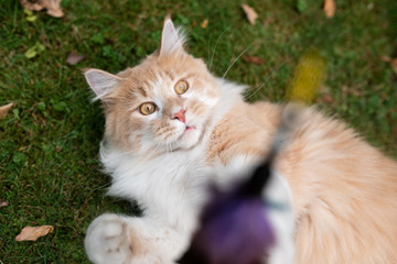 Fototapeta na wymiar playful young cream tabby white ginger maine coon cat lying on back on grass looking up at feather toy playing