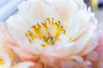 Fototapeta na wymiar White peony flower bloom, macro
