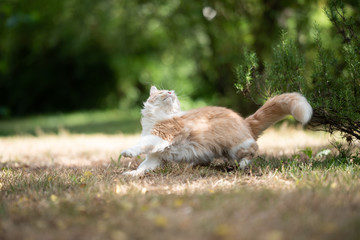 young cream tabby white ginger maine coon cat playing outdoors in the back yard looking up on a sunny summer day