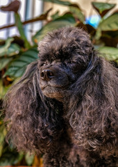 Glamorous dog, portrait of little black dog.