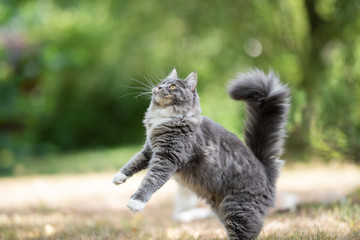 Naklejka na ściany i meble young blue tabby maine coon cat with white paws moving up standing on hind legs playing in the back yard on a sunny summer day