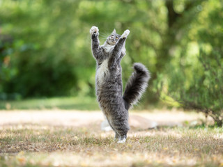 young blue tabby maine coon cat with white paws playing outdoors in the garden moving up jumping...