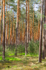 Obraz premium forest with tall pine trees