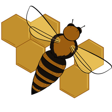 Single Honey Bee with Honeycomb