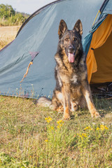 German Shepherd is sitting in front of the tent looking at the camera. All potential trademarks are removed. Vertically. 