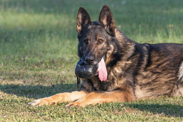 Portrait of beautiful German Shepherd dog lying in grass looking at the camera. 