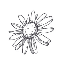 Vector vintage illustration of chamomile in engraving style. Botanical sketch of camomile flower isolated on white